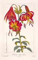 American Turkscap Lily, 1836 (ručně kolorovaná rytina)